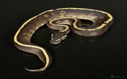 Python Snake reptiles for sale: Royal pythons/ball pythons  - Image 12