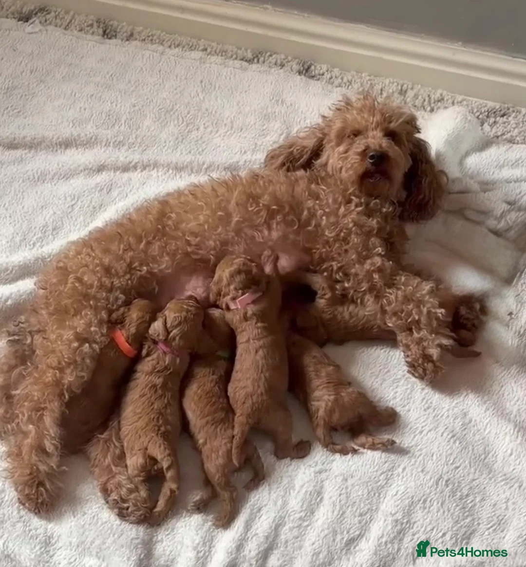 Toy Poodle dogs for sale: Two beautiful Pure Red Toy Poodle boys  - Advert 2