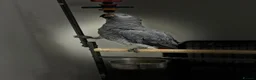 Parrots birds for sale: African Grey Forsale  in Smethwick - Advert 5