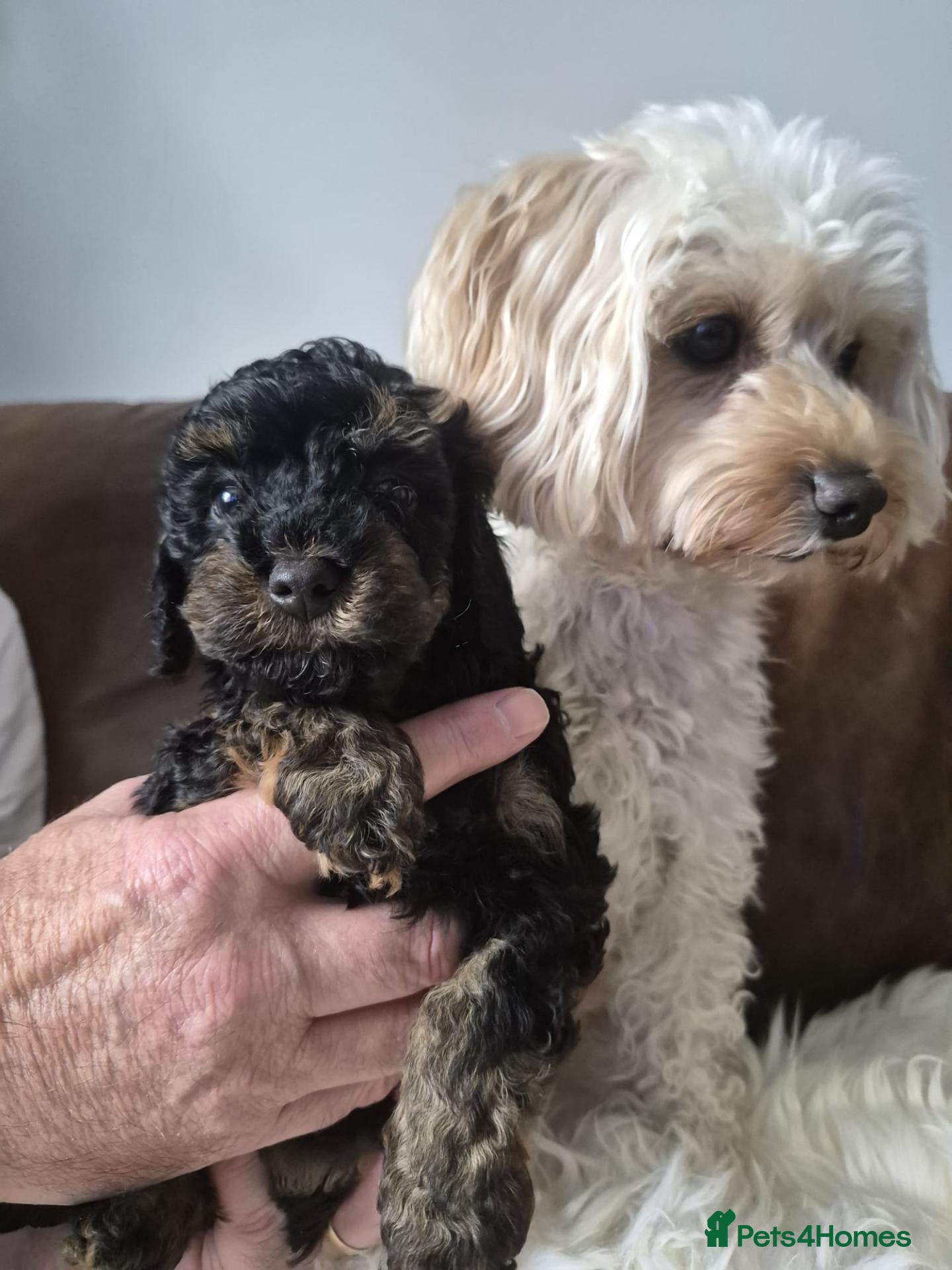 Maltipoo dogs 6 adorable maltipoo puppies extraordinary colours  - Advert 1