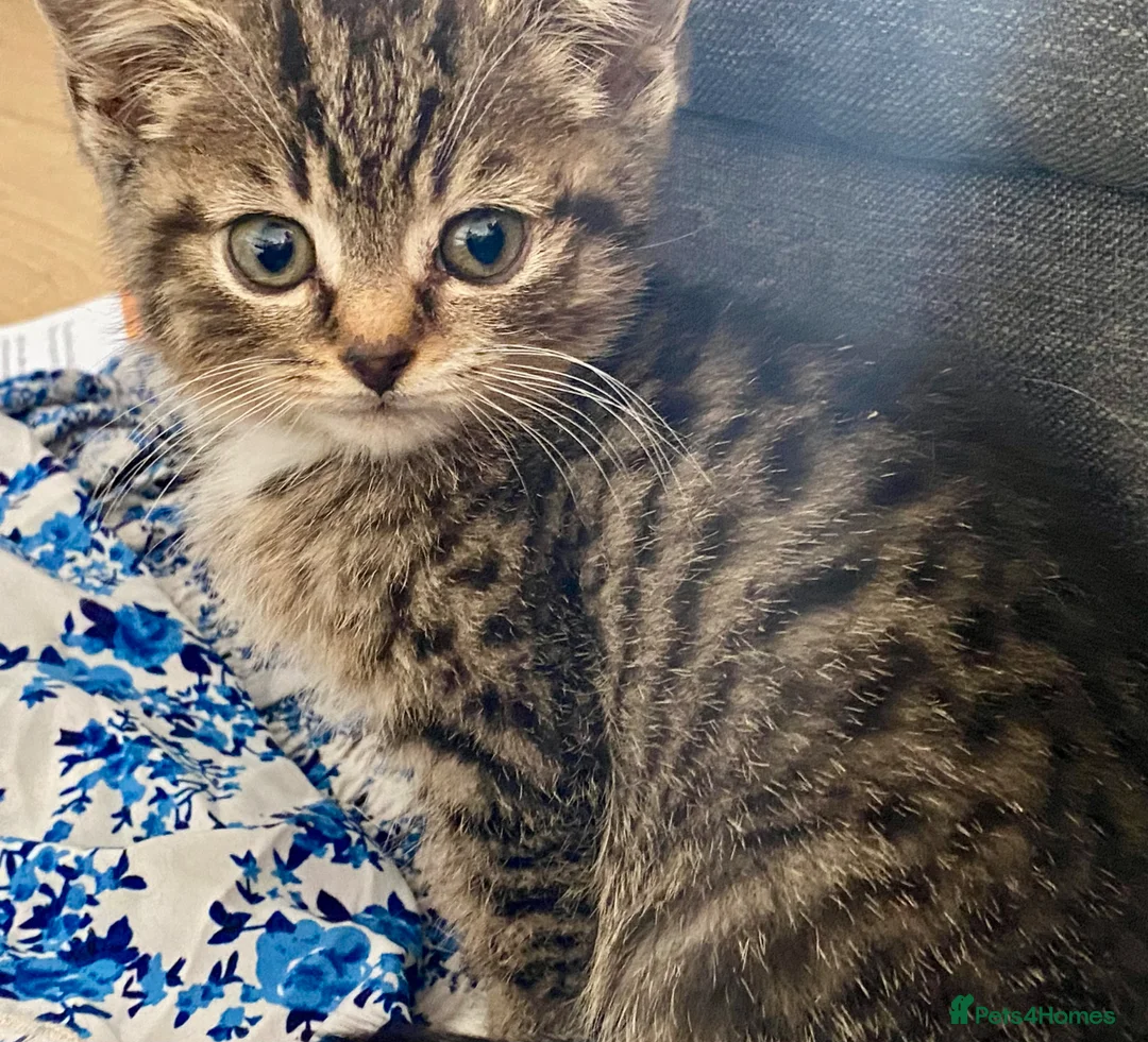 Mixed Breed cats for sale: 4 Beautiful BSH Kittens - Advert 1