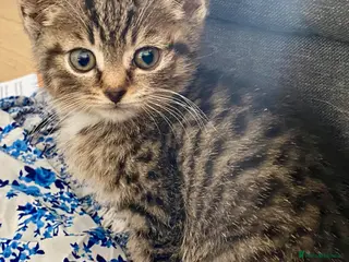 Mixed Breed cats 4 Beautiful BSH Kittens - Advert 4