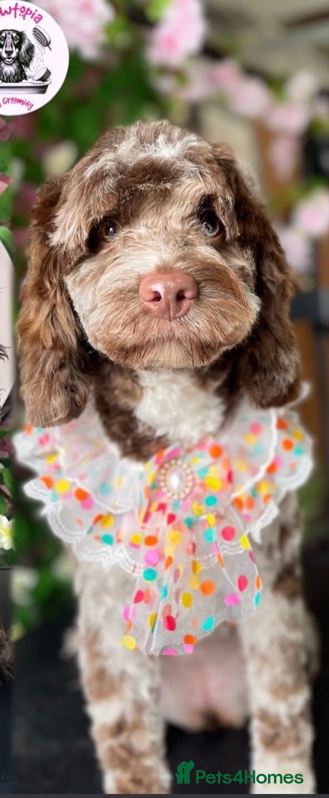 Cockapoo dogs for sale: 2 cockapoo 1 cavapoo  - Image 1