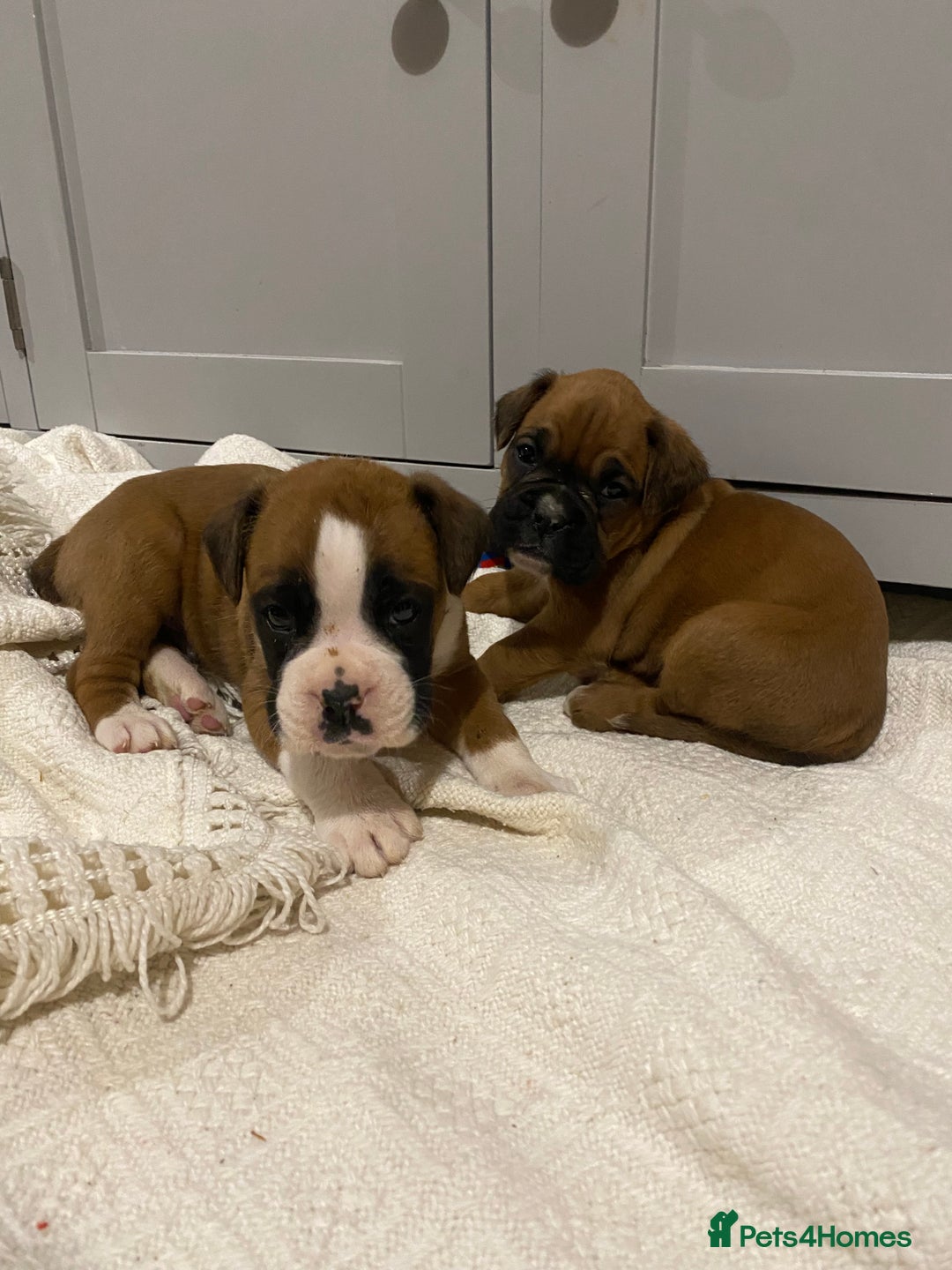 Boxer dogs for sale: 🌟 Beautiful Boxer Puppies for Sale 🌟 - Advert 1