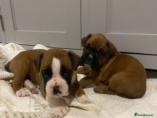 Boxer dogs 🌟 Beautiful Boxer Puppies for Sale 🌟 - Advert 1