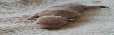 Italian Greyhound Puppy 2