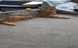 Mixed Breed cats for sale: Kittens  - Image 21