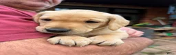 Labrador Retriever dogs for sale: 🐾 Outstanding KC Labrador pups Top Health Tested in Newton Abbot - Advert 4