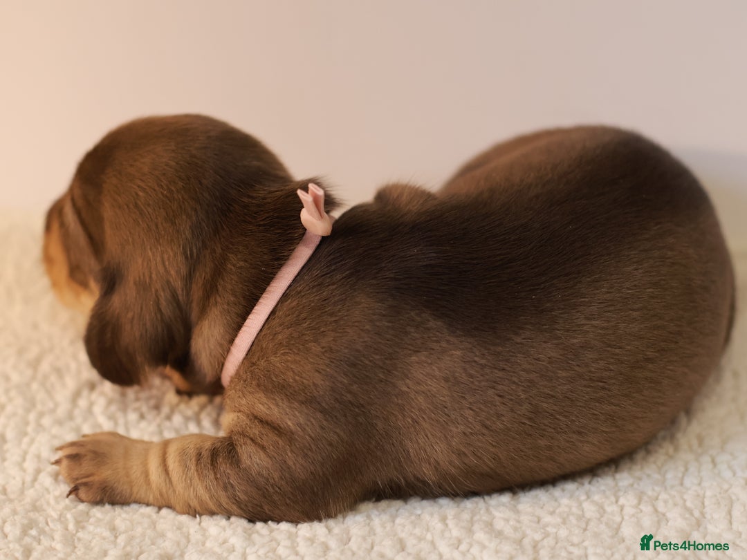 Miniature Dachshund dogs for sale: 5*Licensed+KC+PRAclear+VETchecked+Chocolate&Cream - Advert 23