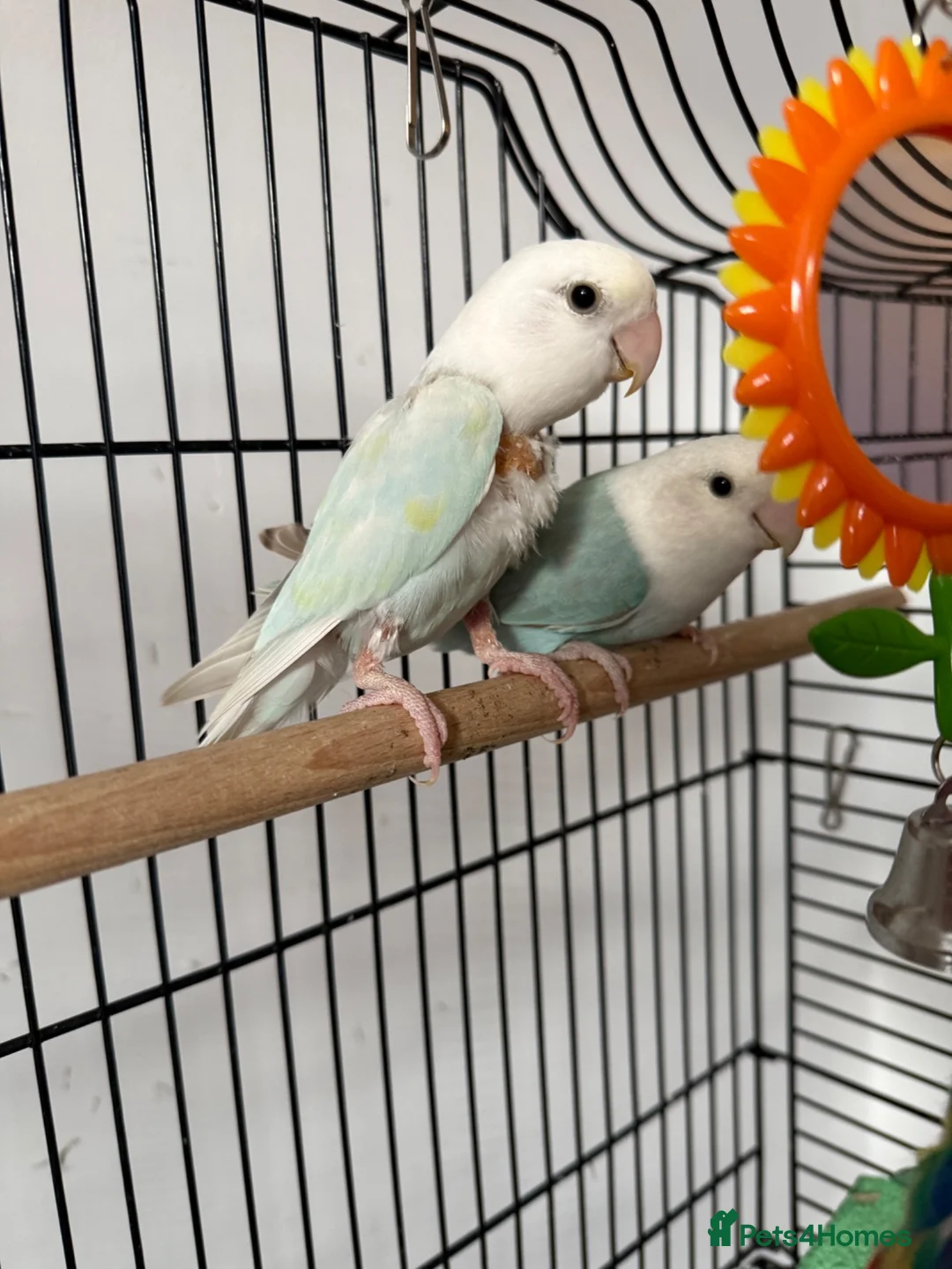 Lovebirds birds for sale: Love birds f - Advert 1