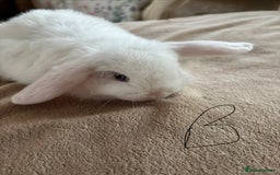 Mini Lop rabbits for sale: Beautiful mini lop rabbits - Image 7