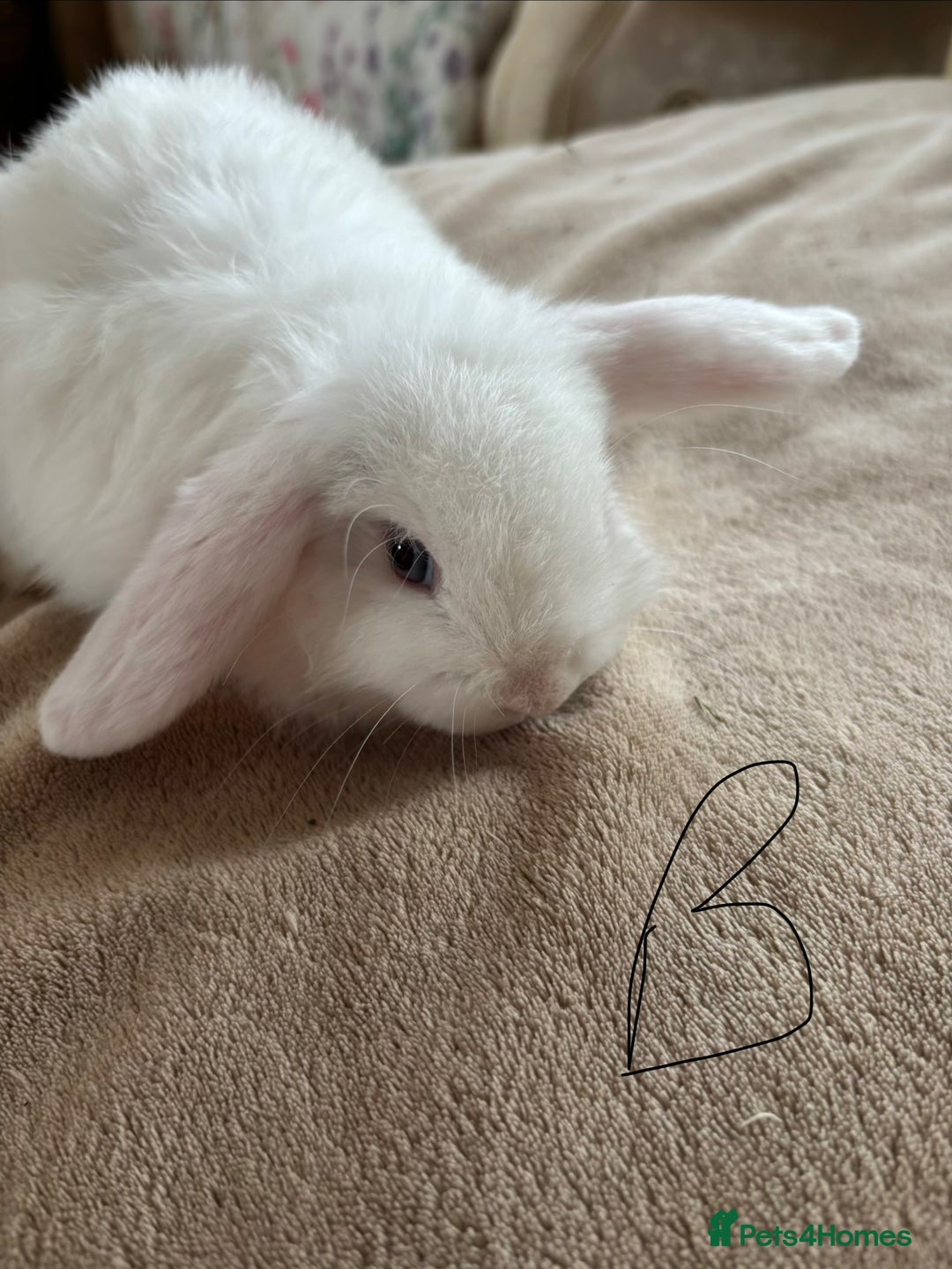 Mini Lop rabbits for sale: Beautiful mini lop rabbits - Image 7