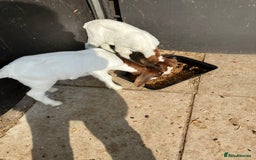 Goats livestock for sale: Pure Boer Goats for Sale - Image 4