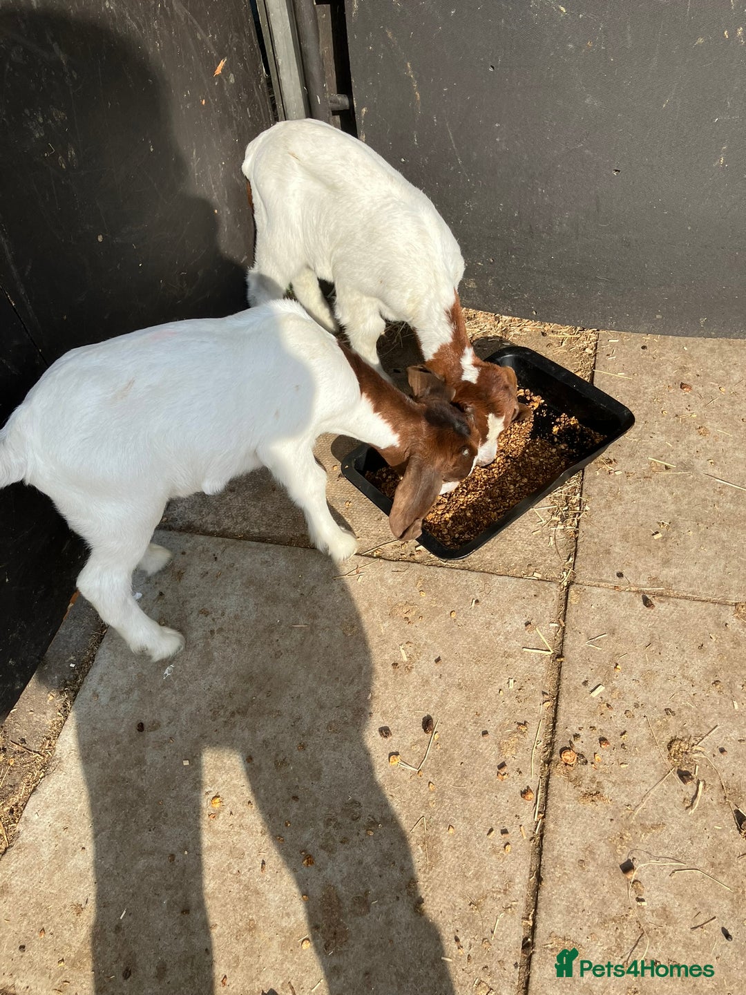 Goats livestock for sale: Pure Boer Goats for Sale - Image 4