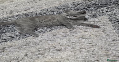 British Shorthair cats - Advert 5