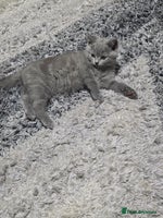 British Shorthair cats - Advert 12