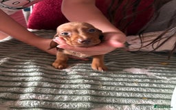Dachshund dogs for sale: Miniature dachshund  - Image 5