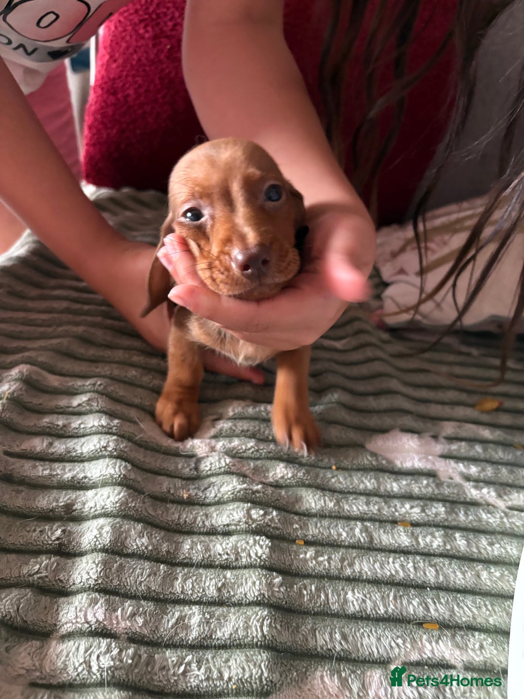 Dachshund dogs for sale: Miniature dachshund  - Image 5