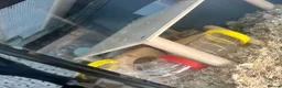 Hamster rodents for sale: Mochi  in Worthing - Advert 9