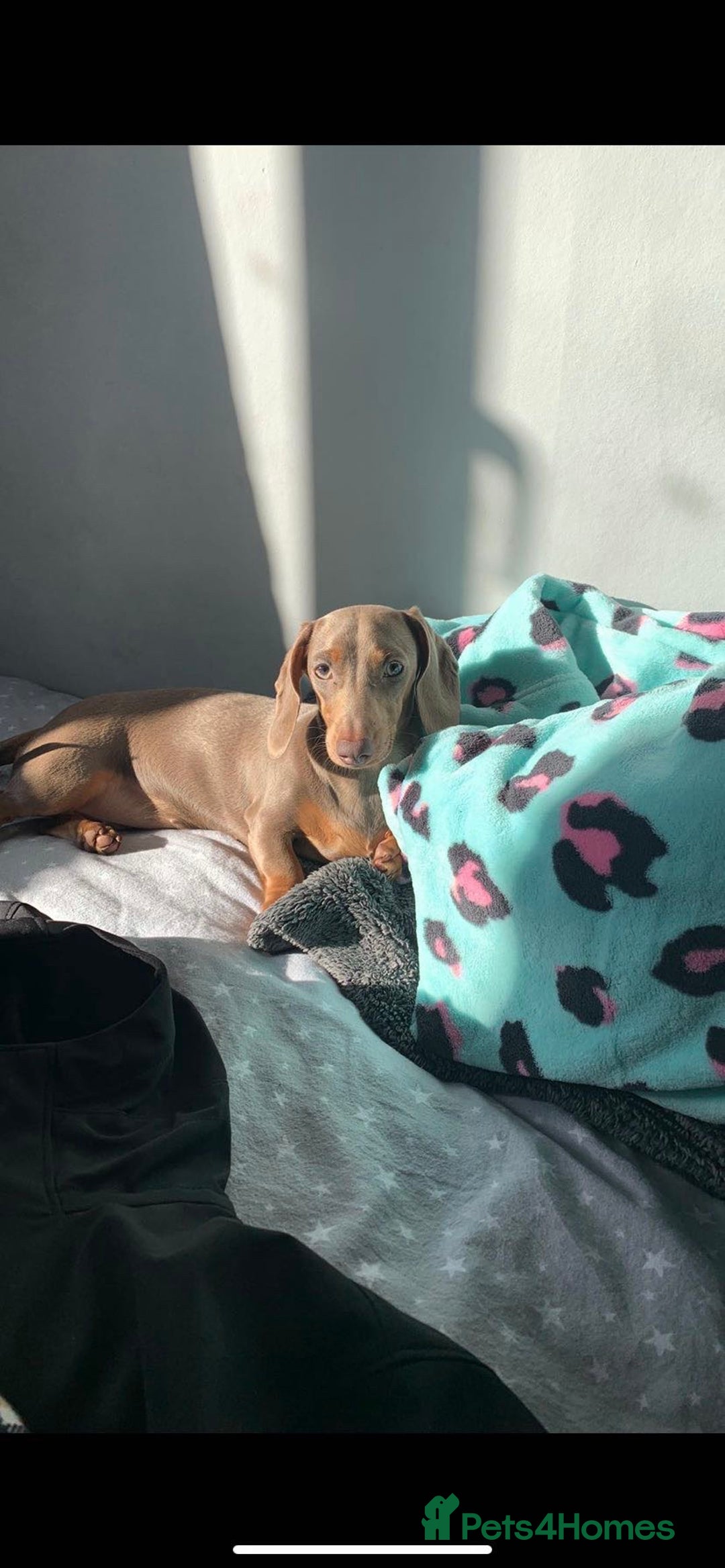 Miniature Dachshund dogs for sale: Miniature dachshunds for sale  - Advert 18