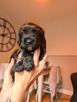 Cocker Spaniel dogs Working Cocker Pedigree Puppies - Only 2 AVAILABLE - Advert 14
