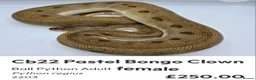 Python Snake reptiles for sale:  Various ball pythons  - Advert 3