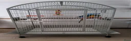 Macaws birds for sale: Blue and gold macaw in Northampton - Advert 5