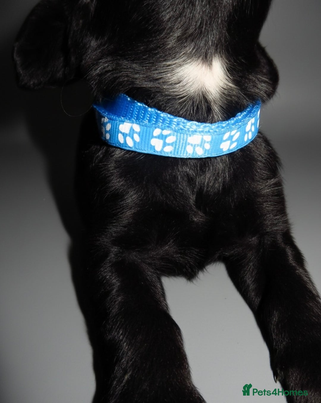 Cockapoo dogs for sale: Cockapoo Puppy’s 🐶🐾 - Advert 11