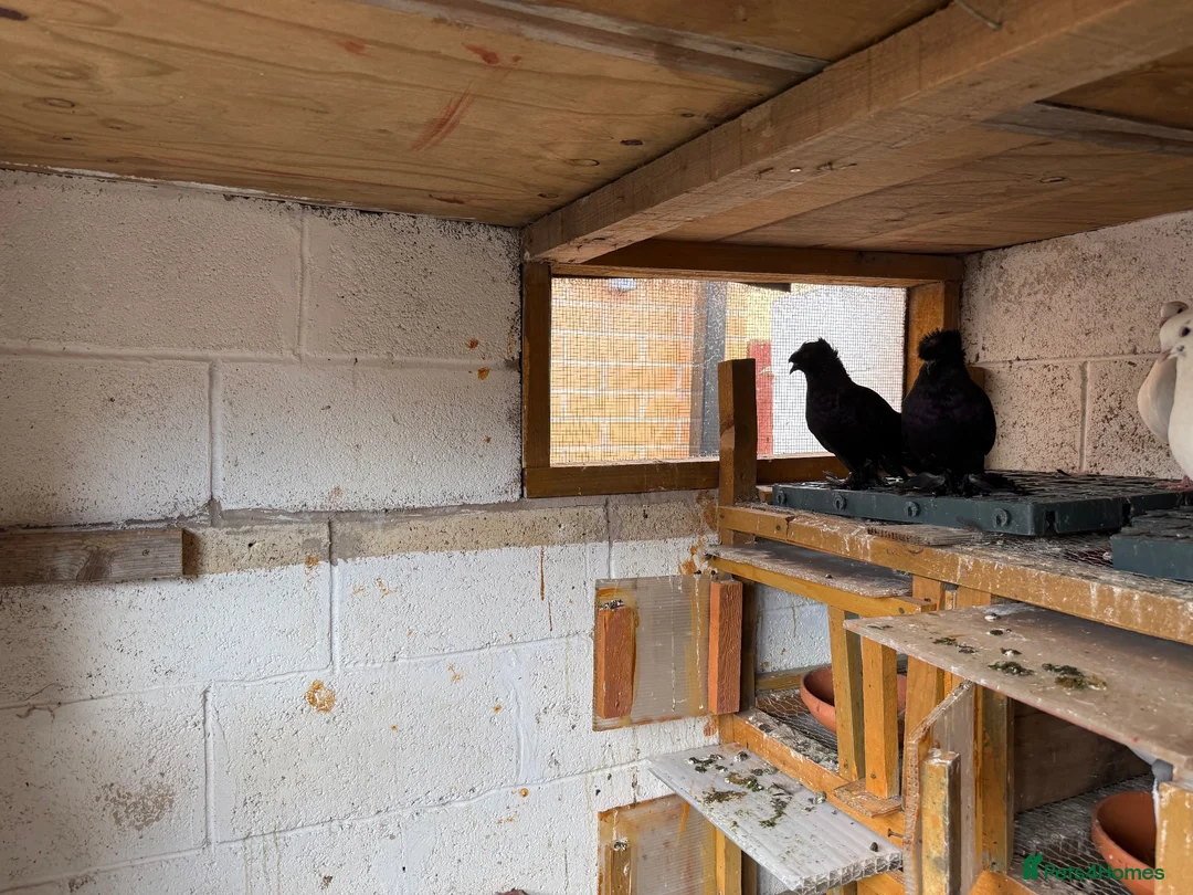 Pigeons birds for sale: Double crested trumpeters Pairs for sale  - Advert 5