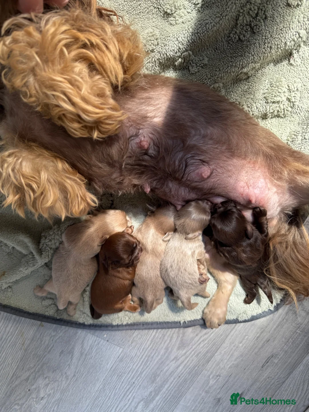 Shih Tzu dogs for sale: Lavender Imperial Shih Tzu Boys  - Advert 2