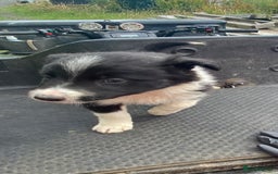 Border Collie dogs for sale: Farm bred border collie pups  - Image 8