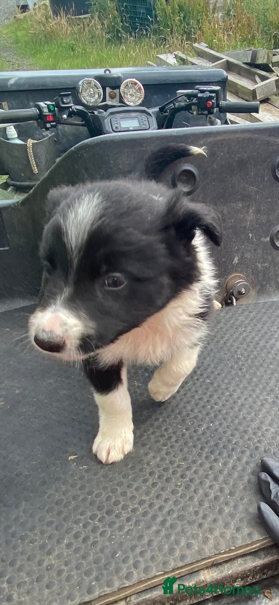 Border Collie dogs for sale: Farm bred border collie pups  - Image 8