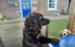 Cocker Spaniel dogs for stud: Proven Working Cocker for Stud - Image 7
