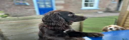 Cocker Spaniel dogs for stud: Cocker Spaniel Stud - KC, Health Tested, Champs - Advert 6