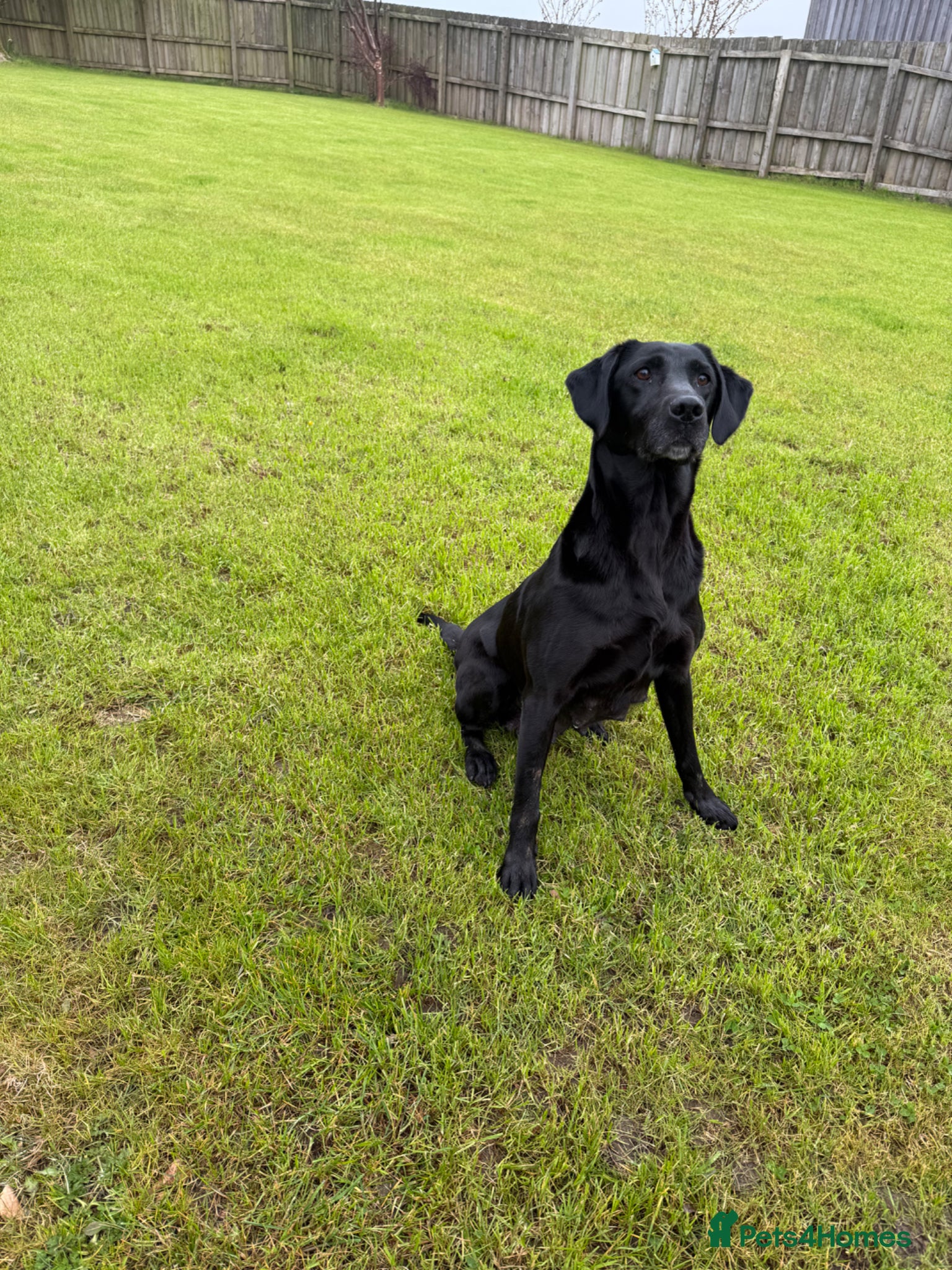 Springador dogs Spaniel x Labrador puppies  - Advert 13