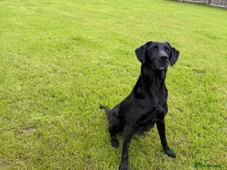 Springador dogs Spaniel x Labrador puppies - Advert 13