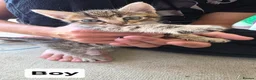 Mixed Breed cats for sale: 3 boys 2 girls kittens  - Advert 2