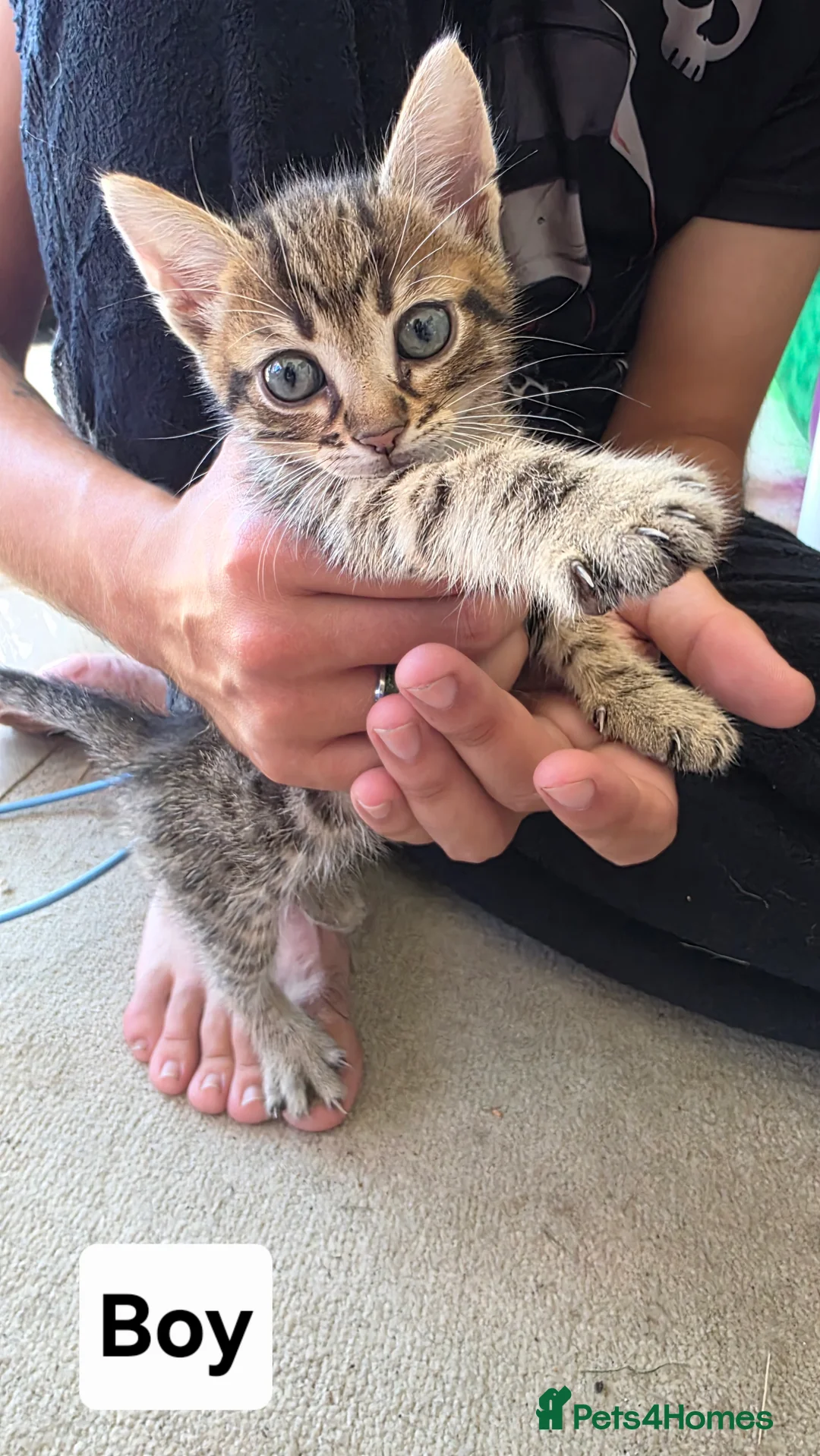 Mixed Breed cats for sale: 3 boys 2 girls kittens  - Advert 2
