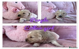Mini Goldendoodle dogs for sale: Beautiful Family Raised F1 Mini Golden-doodles  - Image 23