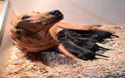 Springador dogs for sale: Springador puppies ready for their new homes - Advert 9