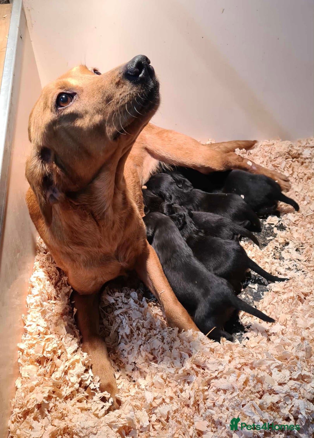 Springador dogs for sale: Springador puppies ready for their new homes - Advert 9