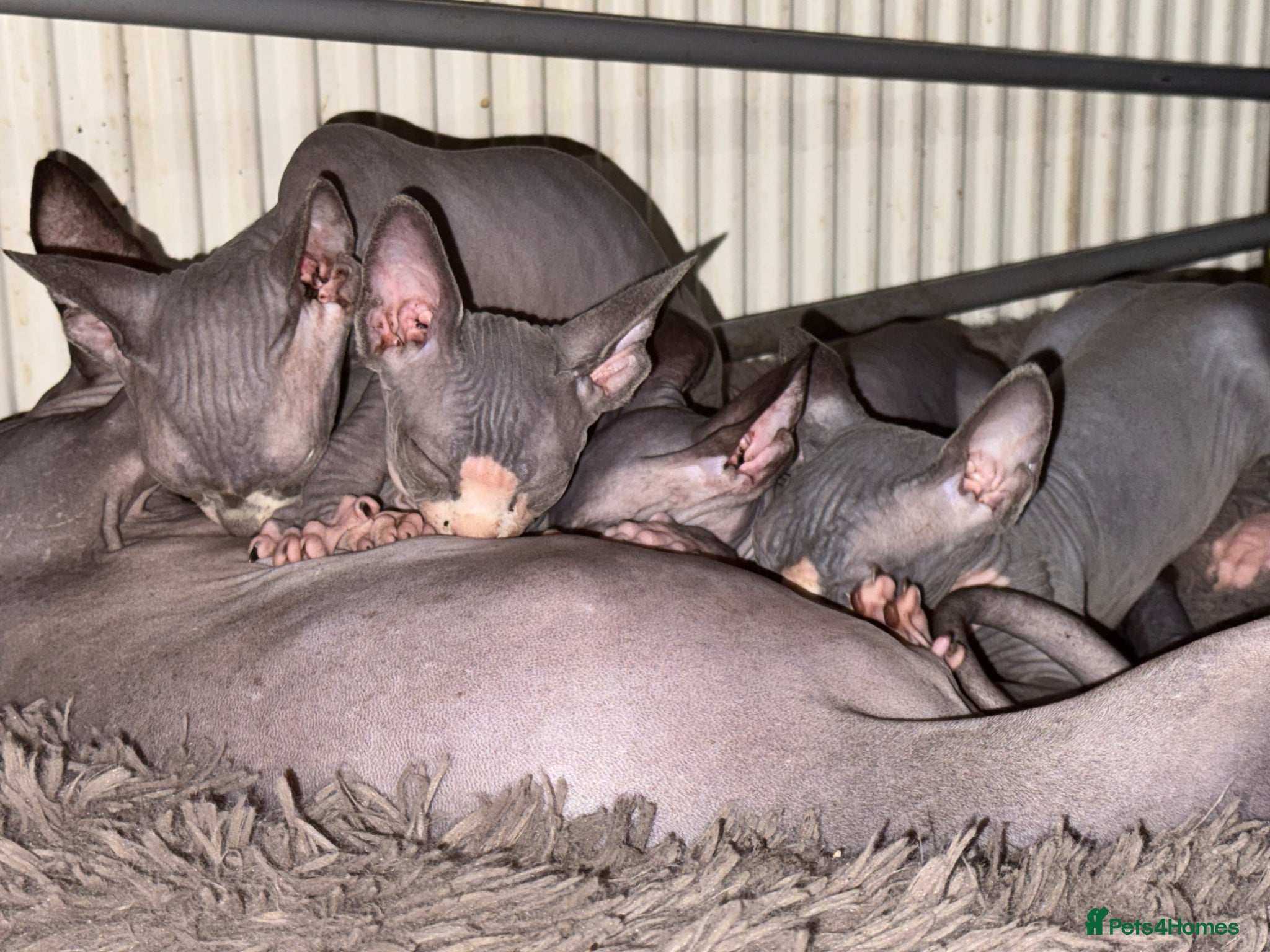 Sphynx cats Sphynx kittens  - Advert 1