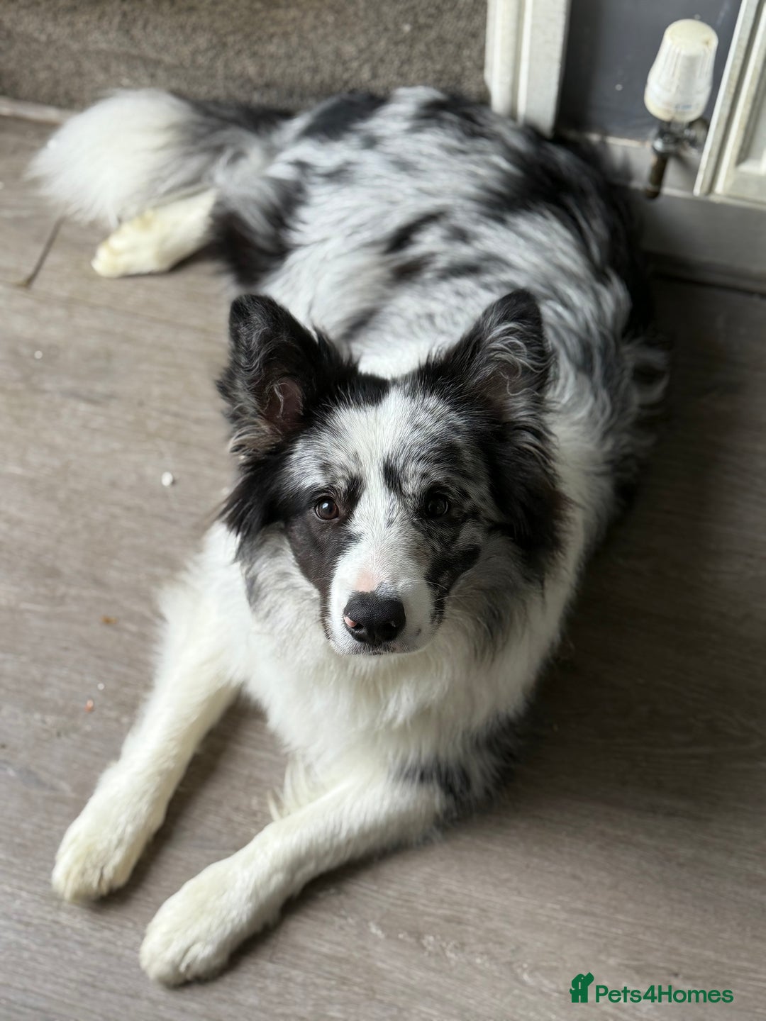 Border Collie dogs for sale: 9 Month old KC Reg, Show Line, Male Border Collie - Advert 5