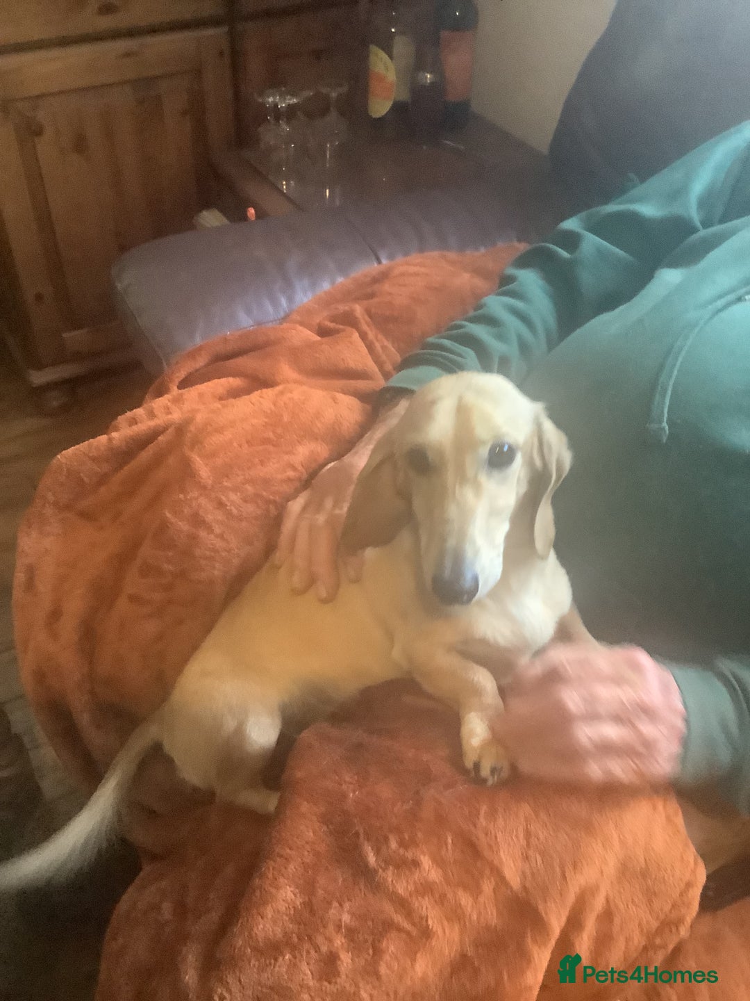 Dachshund dogs for sale: Dachshunds pure bred puppies for sale - Image 15