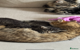 Maine Coon cats for sale: 2 Maine coon x tabby kittens  - Image 16