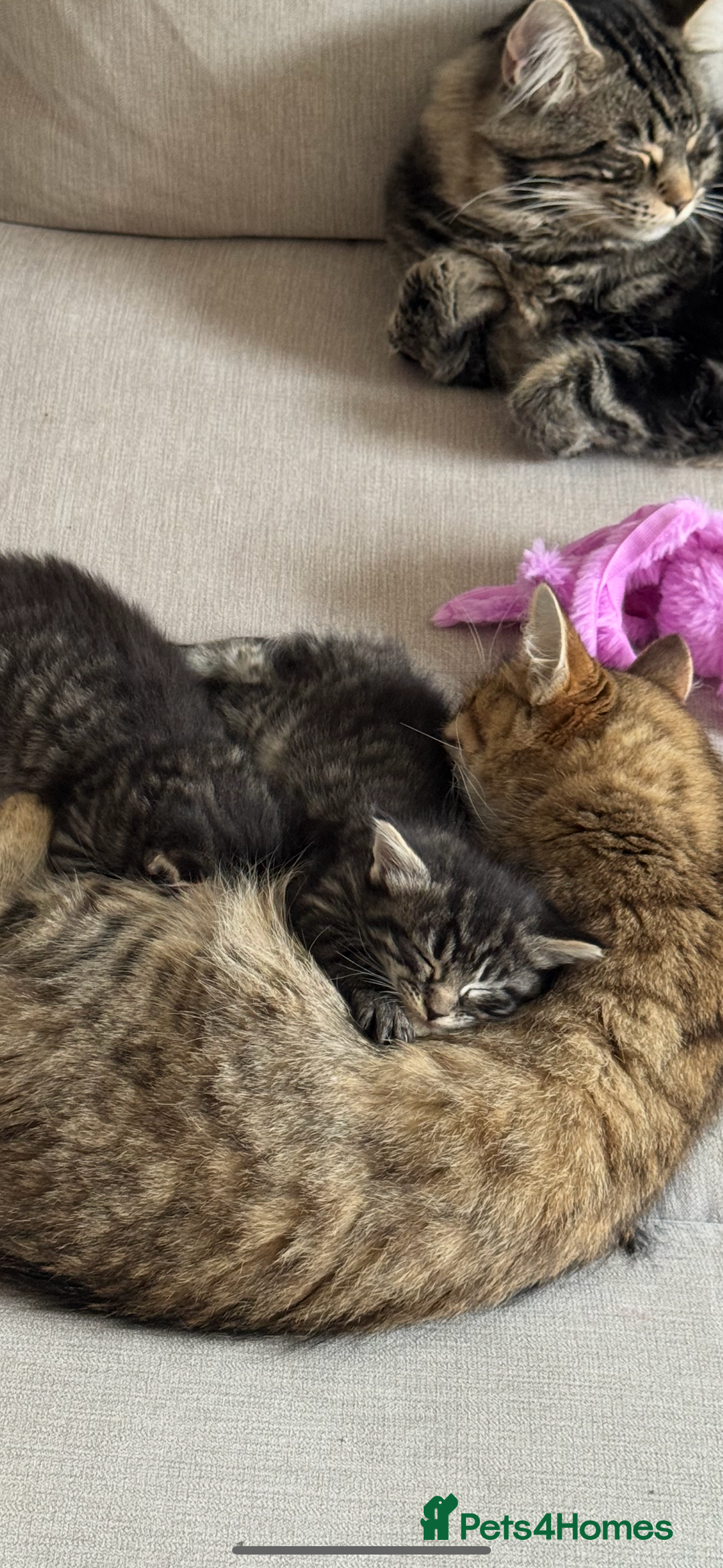 Maine Coon cats for sale: 2 Maine coon x tabby kittens  - Image 16