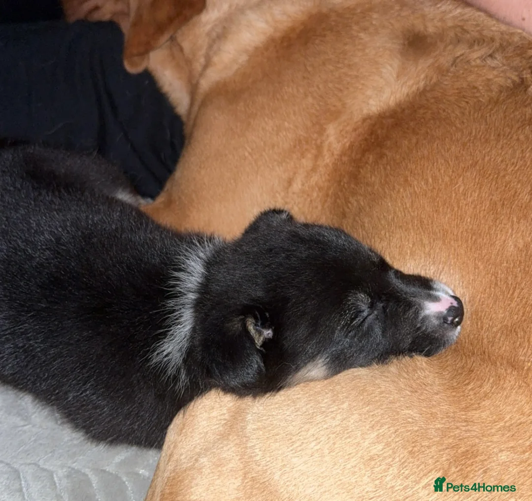 Border Collie dogs for sale: 10 week old tri female border collie  - Advert 4