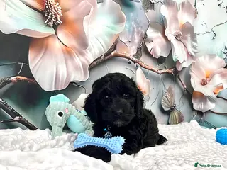 Cockapoo dogs 🏆CHAMPION LINES🌟 SHOWTYPE Miniature F1 Cockapoos - Advert 18