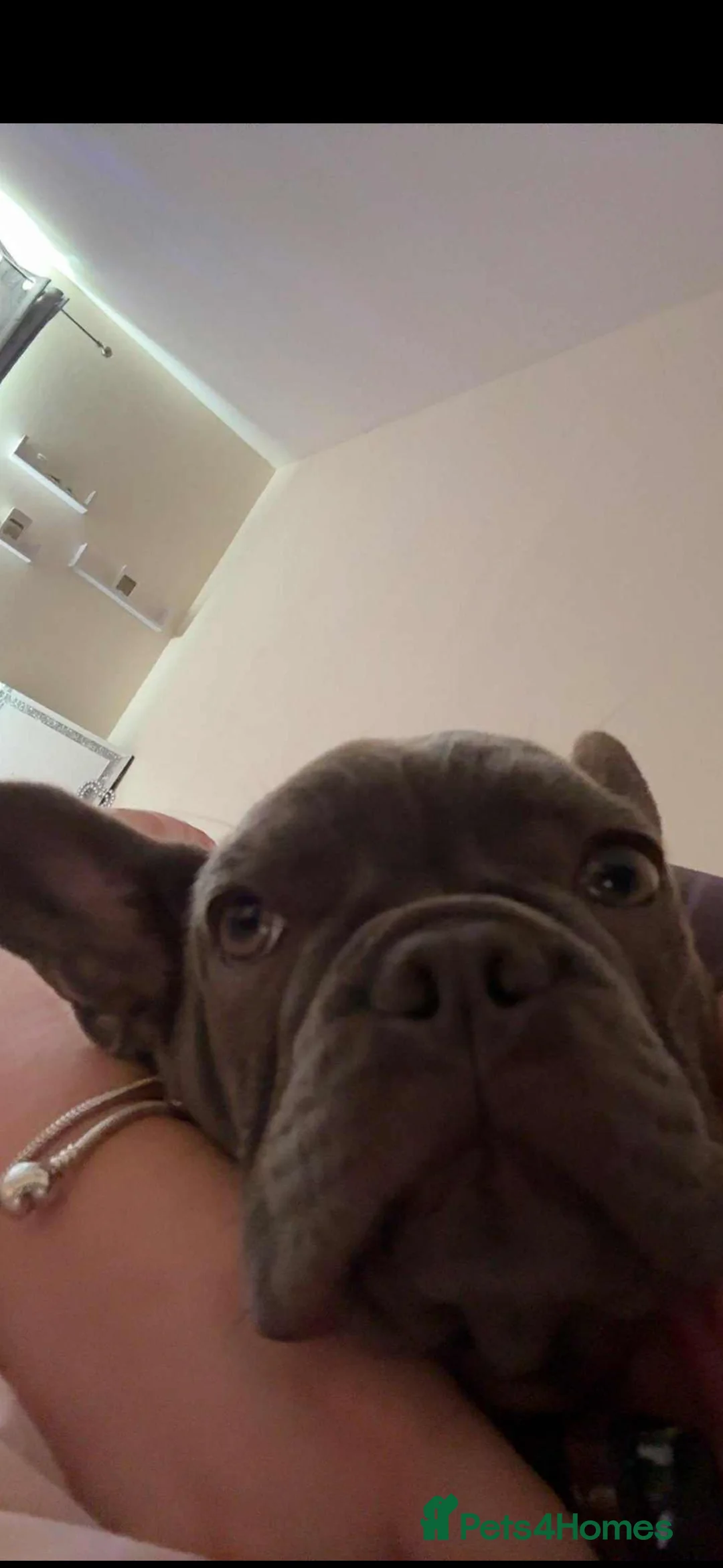 French Bulldog dogs for sale: Hugo the frenchie  - Advert 3