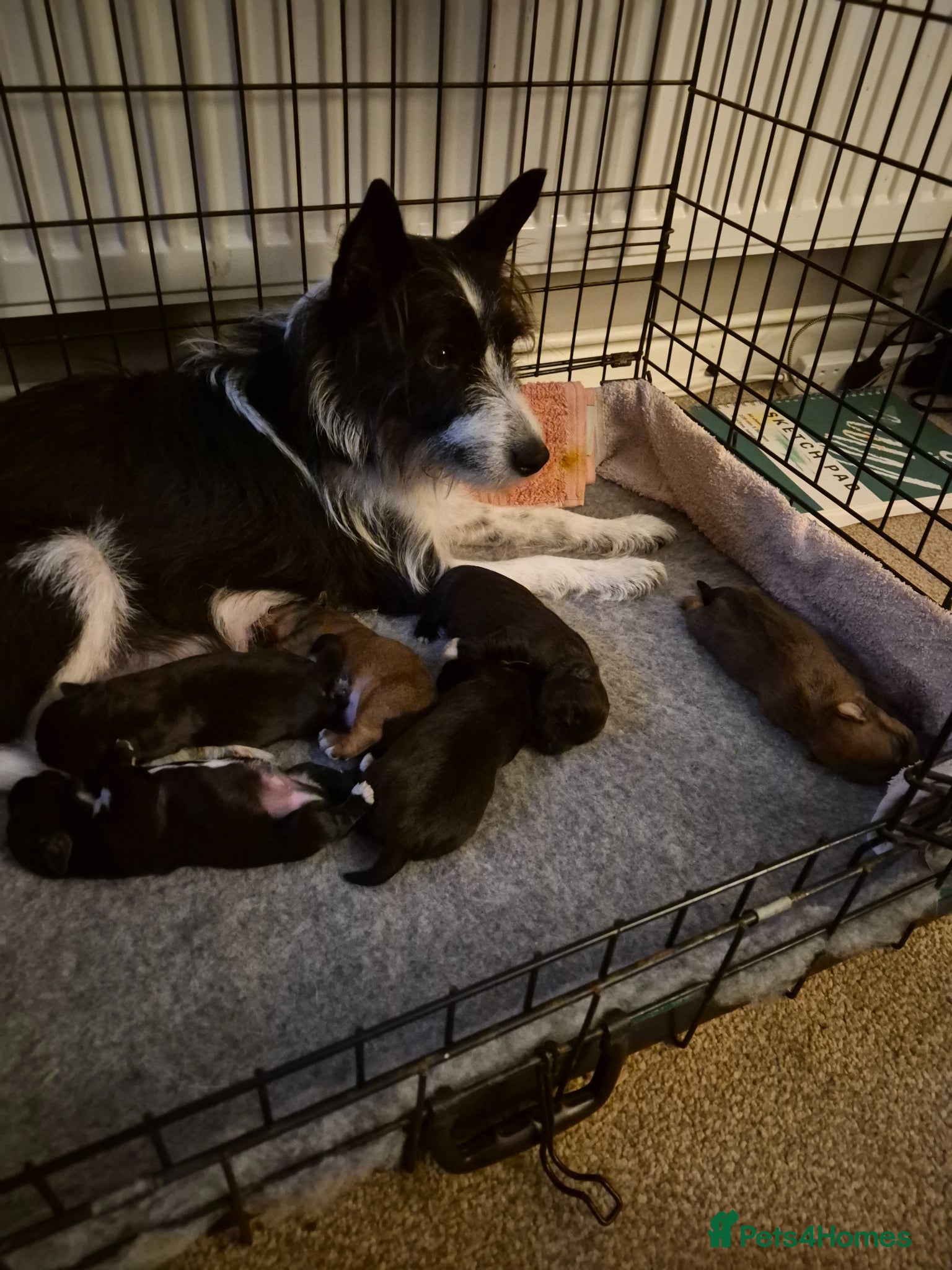 Mixed Breed dogs 5 Lakeland Terriers X for sale  - Advert 1